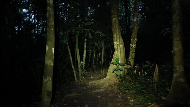 Walking during the night on a path in a tropical forest with flashlights Costa Rica