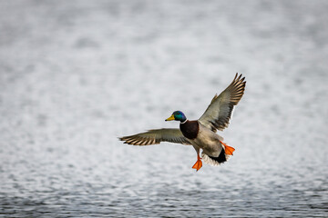 Male mallard duck landing on the surface of a pond, wings outstretched. Just above the water...