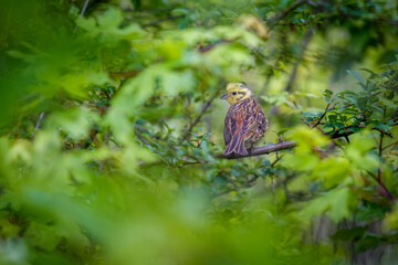 The yellowhammer (Emberiza citrinella) sitting on a branch and looking back. Framed by green leaves.