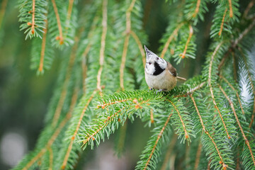The European crested tit (Lophophanes cristatus) sitting on a coniferous tree branch in the forest. End of winter.
