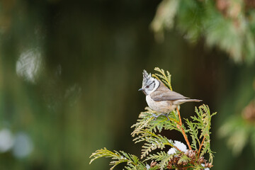 The European crested tit (Lophophanes cristatus) sitting on a coniferous tree branch in the forest. End of winter.