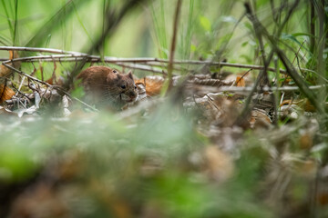 Small rodent in the grass, the common vole (Microtus arvalis). - obrazy, fototapety, plakaty