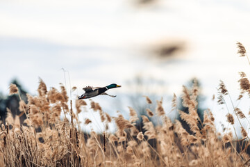 Male mallard duck flying over a pond over reeds. The duck takes off. - obrazy, fototapety, plakaty