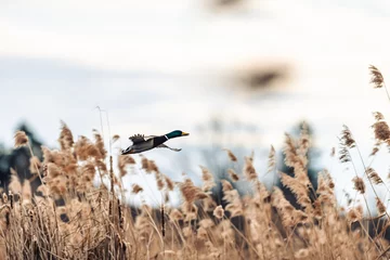 Gordijnen Male mallard duck flying over a pond over reeds. The duck takes off. © Jan Rozehnal