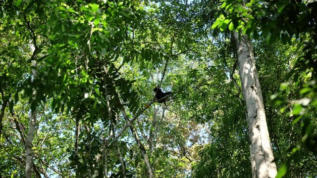 Large shot of a spider monkey sleeping on a branches natural habitat Corcovado Costa Rica tropical jungle 