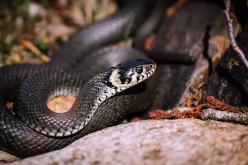 Black and white snake 