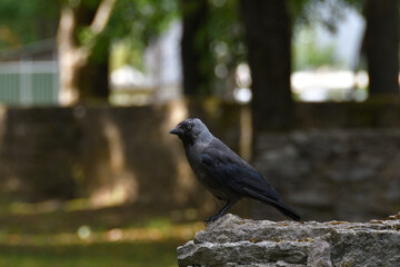 Jackdaw stands at the very edge of the limestone wall in the shade of the park on a sunny day and is ready to fly.