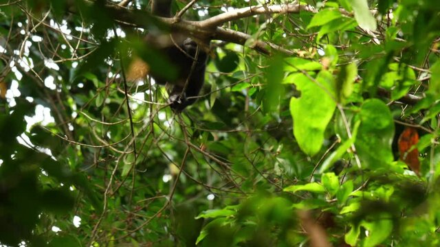 Big adult howler monkey eating fruits in a tree Costa Rica natural environment 