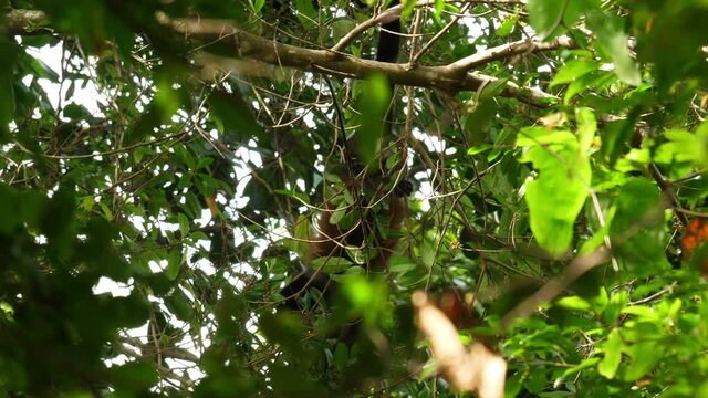 Big male Mantled howler monkey Alouatta palliata hanging on a branch while eating Costa Rica wildlife 