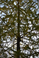 trees in the forest