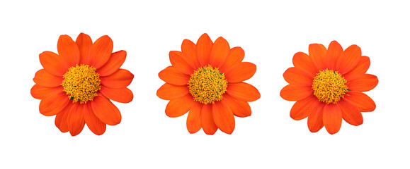 Set of Orange Mexican sunflower isolated on white.