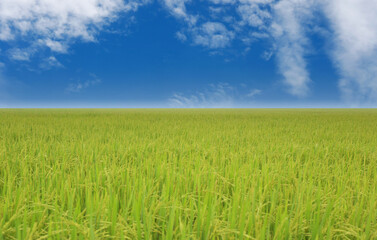 Fototapeta na wymiar View of rice field in the daytime.