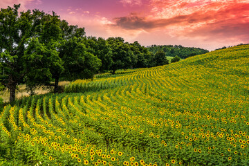 Panorama Landscape Of Sunflower fields with trees amoungst them. Landscapes of sunflower fields in...
