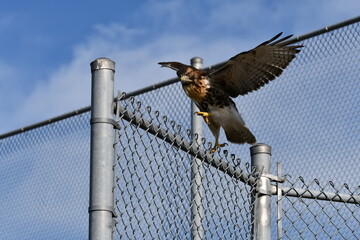 Juvenile Red Tailed Hawk lands on top of a chain link fence at a baseball diamond