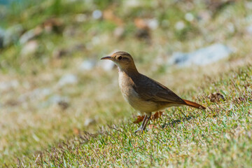 robin bird on the grass