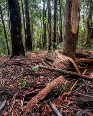 bark and roots in the forest full of trees