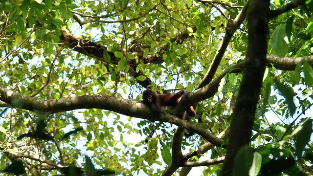 Geoffroy's spider monkey Ateles geoffroyi resting in natural habitat tropical rainforest Costa Rica