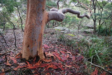 red tree trunk in the forest with a reaching branch