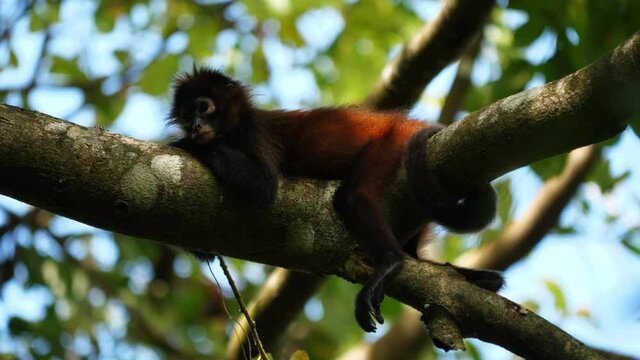 Cute young spider monkey hanging on a branch Costa Rica Corcovado ateles geoffroyi primate