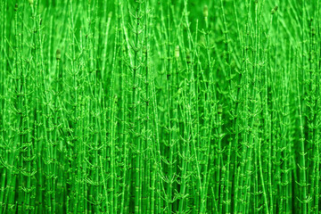 green natural background - thickets of horsetails
