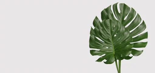 Photo sur Aluminium Monstera Feuilles de monstera vertes sur fond gris.