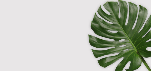 Green monstera leaves on gray background.