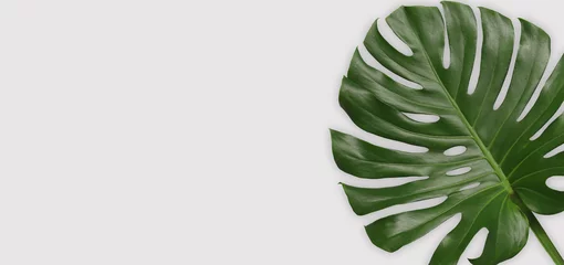 Foto op Canvas Green monstera leaves on gray background. © meepoohyaphoto