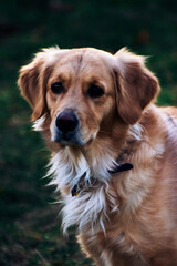 golden retriever portrait
