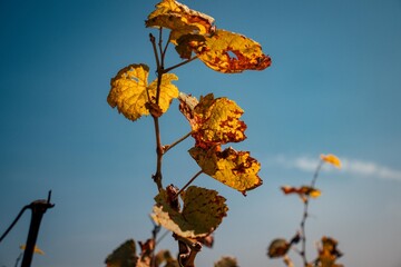 Vine leaves in Croatia, Kutina