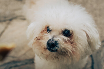 Perrito pequeño, blanco y alegre en primer plano