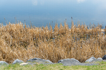 Weeds beside a lake in a city