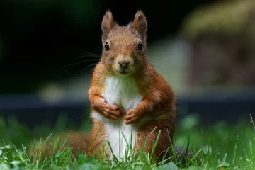 Foto op Plexiglas portret van een eekhoorn op een weide die in de camera kijkt © gehapromo