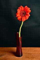 red gerbera in a vase