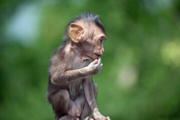 可愛いサル