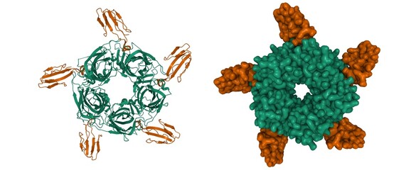 Crystal structure of the a-cobratoxin (brown)-AChBP (green) complex, 3D cartoon and Gaussian surface models, chain instance color scheme, based on PDB 1yi5, white background