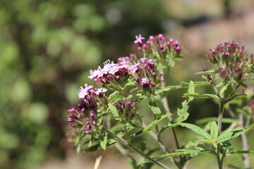 flores de campo lila