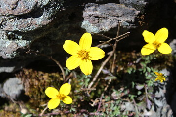 flores amarillas de campo 