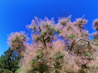 Smoke Bush Tree in Bloom