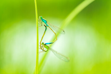 A pair of  Damselflies (Enallagma cyathigerum) mating on a leaf.