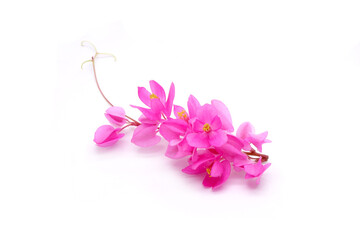 Edible flowers : Mexican creeper isolated on white background. Mexican creeper (Antigonon leptopus) common name Coral vine, Chain of love, Pink vine, Honolulu creeper
