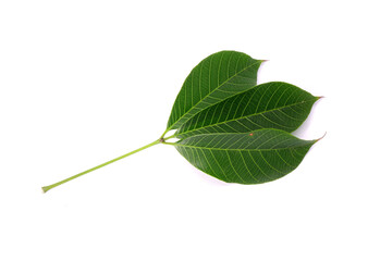 Obraz premium Rubber tree leaf isolated on white background. Para rubber tree (Hevea brasiliensis), also known as sharinga tree, seringueira,rubber tree or rubber plant