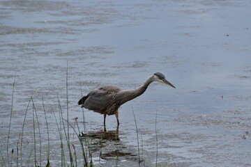 Great Blue heron feeding
