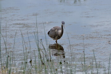 Great Blue heron feeding