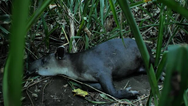 Wild tapir resting in his nest corcovado jungle Costa Rica 