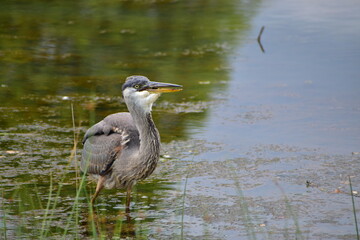 Great Blue heron feeding