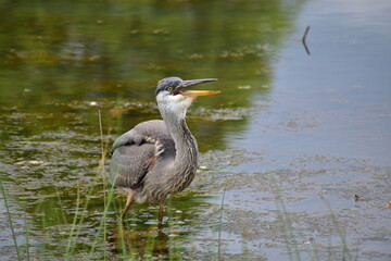 Great Blue heron feeding