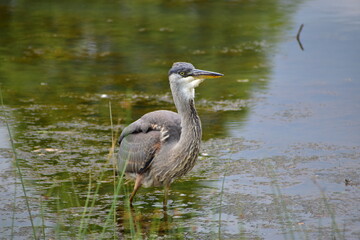 Great Blue heron feeding
