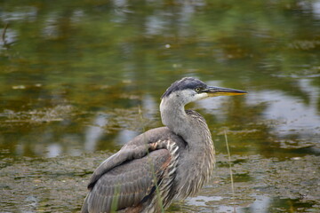 Great Blue heron feeding