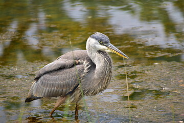 Great Blue heron feeding