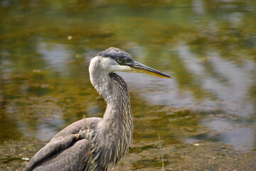 Great Blue heron feeding